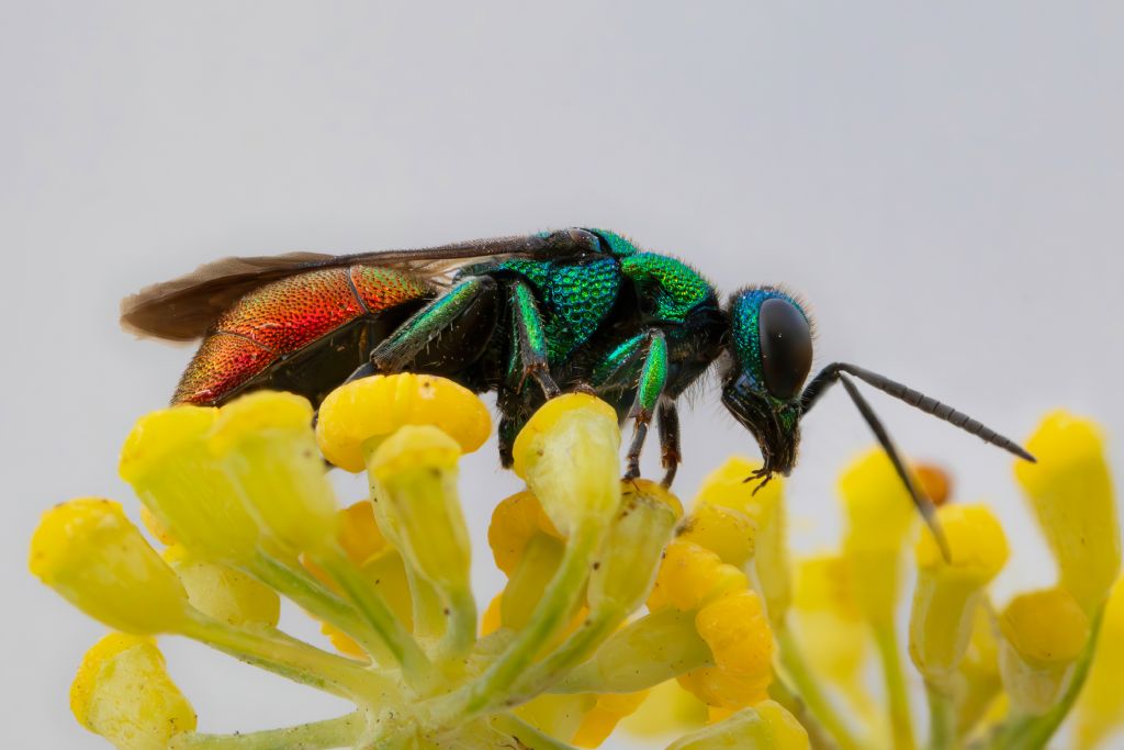 Chrysididae sp.